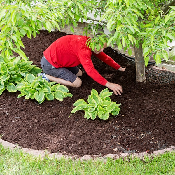 mulch installation is typically best done in the spring or fall to help insulate the soil and protect plant roots